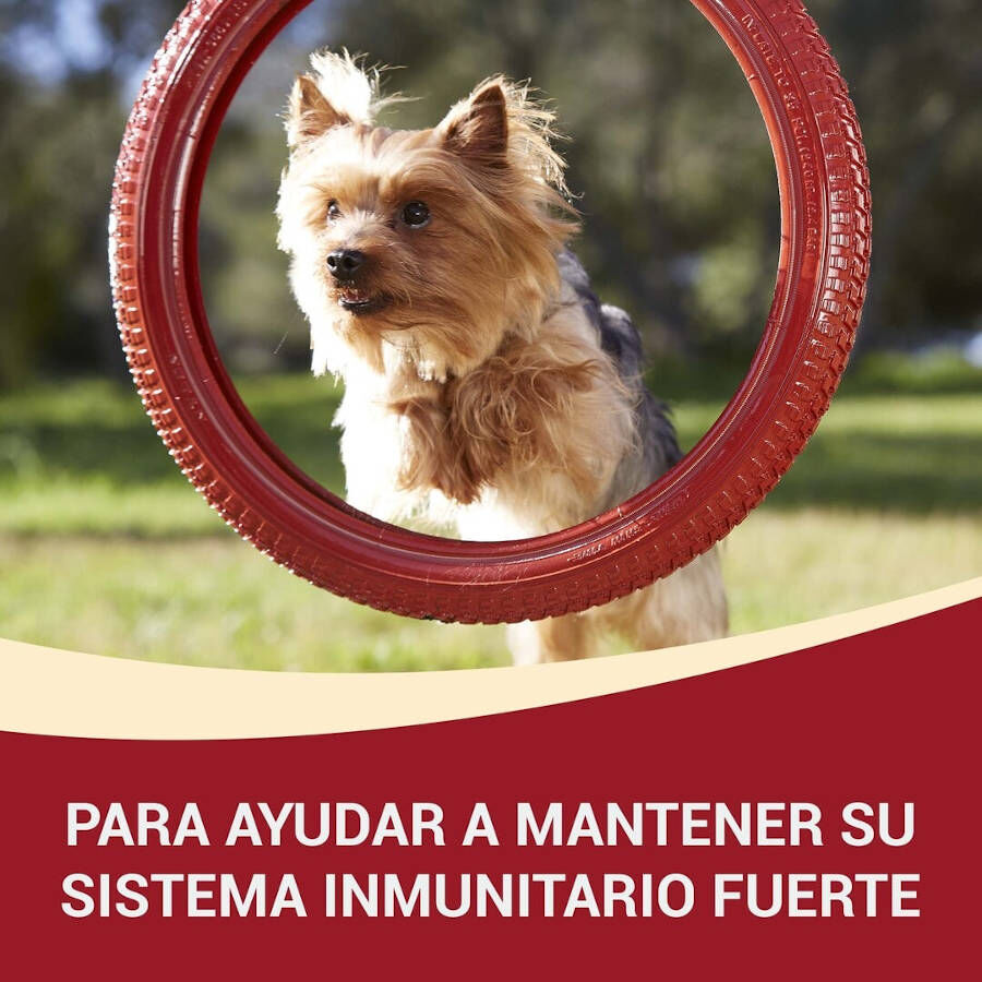 4 sobres x 85 g One Adult Mini Small  Pollo y Cordero en Salsa sobre para perros, , large indicador imagen numero 3